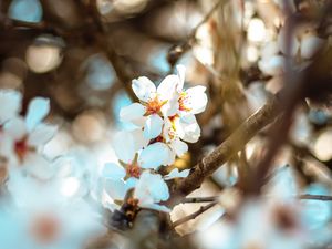 Preview wallpaper flowers, branch, bloom, spring, boke