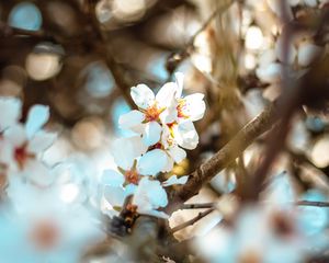 Preview wallpaper flowers, branch, bloom, spring, boke