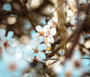 Preview wallpaper flowers, branch, bloom, spring, boke