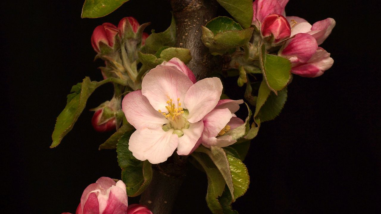 Wallpaper flowers, branch, bloom, black