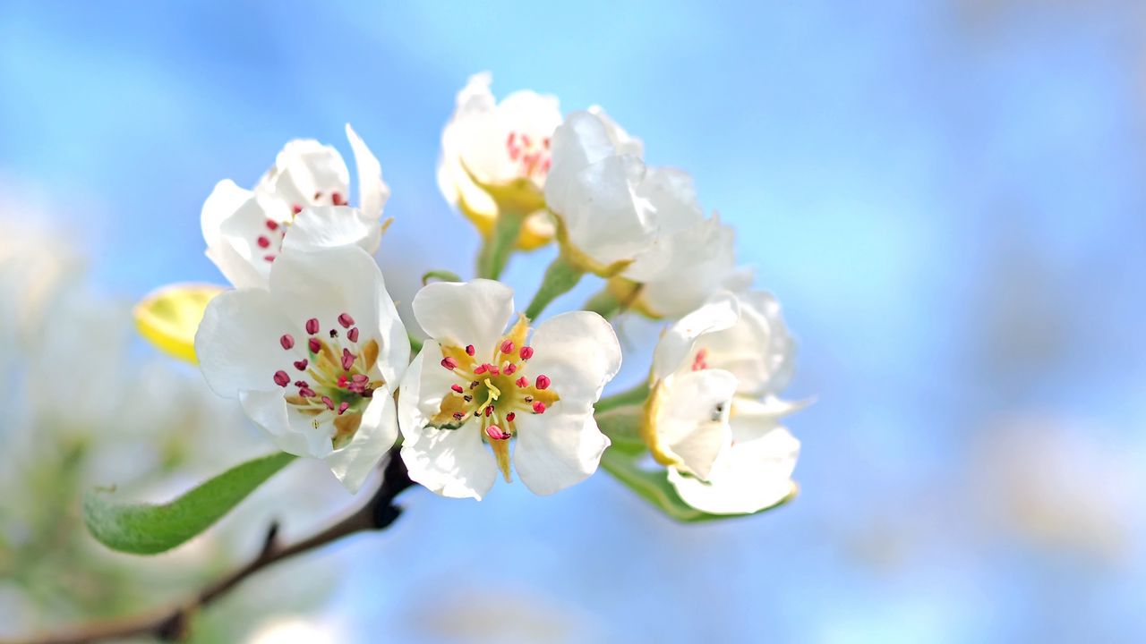 Wallpaper flowers, branch, blossom, apple tree