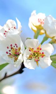 Preview wallpaper flowers, branch, blossom, apple tree