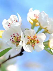 Preview wallpaper flowers, branch, blossom, apple tree