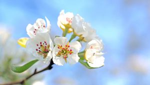 Preview wallpaper flowers, branch, blossom, apple tree