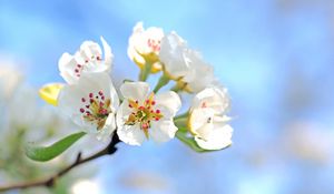 Preview wallpaper flowers, branch, blossom, apple tree