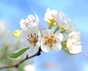 Preview wallpaper flowers, branch, blossom, apple tree