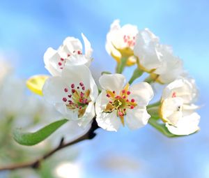 Preview wallpaper flowers, branch, blossom, apple tree