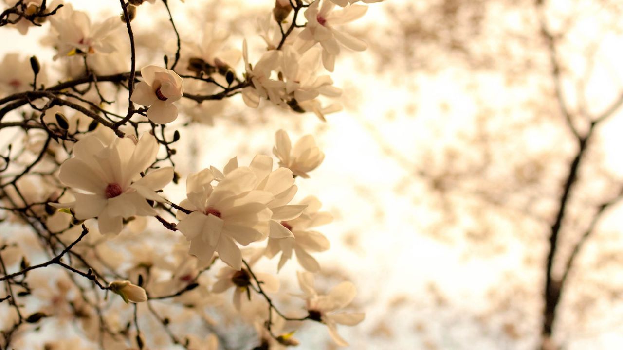 Wallpaper flowers, branch, blossom, white
