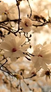 Preview wallpaper flowers, branch, blossom, white
