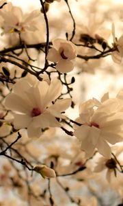 Preview wallpaper flowers, branch, blossom, white