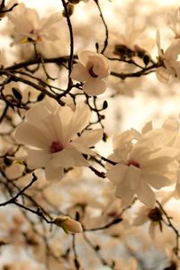 Preview wallpaper flowers, branch, blossom, white