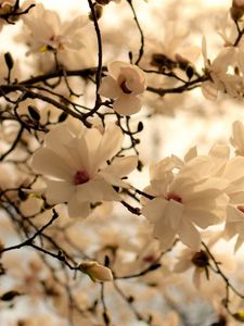 Preview wallpaper flowers, branch, blossom, white