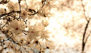 Preview wallpaper flowers, branch, blossom, white