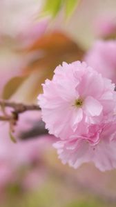 Preview wallpaper flowers, branch, blossom