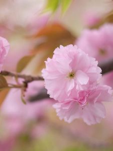 Preview wallpaper flowers, branch, blossom