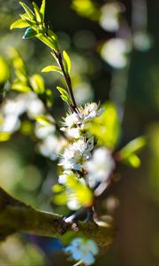 Preview wallpaper flowers, branch, blur, spring