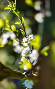 Preview wallpaper flowers, branch, blur, spring