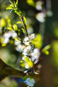 Preview wallpaper flowers, branch, blur, spring