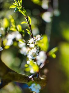 Preview wallpaper flowers, branch, blur, spring