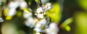 Preview wallpaper flowers, branch, blur, spring