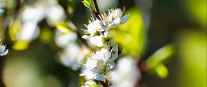Preview wallpaper flowers, branch, blur, spring