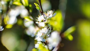 Preview wallpaper flowers, branch, blur, spring