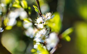 Preview wallpaper flowers, branch, blur, spring