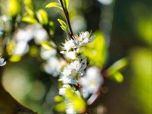 Preview wallpaper flowers, branch, blur, spring