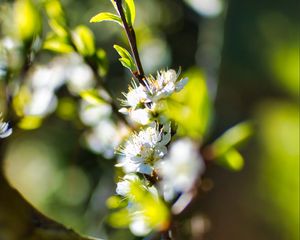 Preview wallpaper flowers, branch, blur, spring