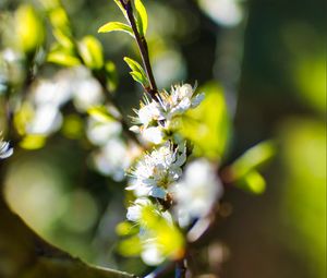 Preview wallpaper flowers, branch, blur, spring