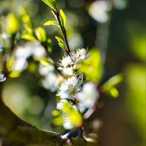 Preview wallpaper flowers, branch, blur, spring