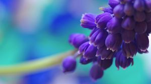 Preview wallpaper flowers, branch, bright, background, blurred