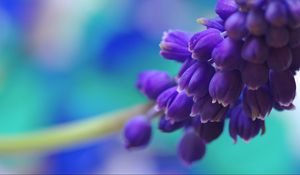 Preview wallpaper flowers, branch, bright, background, blurred