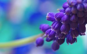 Preview wallpaper flowers, branch, bright, background, blurred