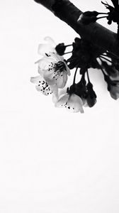 Preview wallpaper flowers, branch, bw