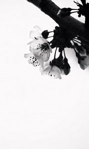 Preview wallpaper flowers, branch, bw