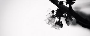 Preview wallpaper flowers, branch, bw