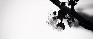 Preview wallpaper flowers, branch, bw