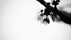 Preview wallpaper flowers, branch, bw