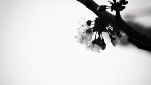 Preview wallpaper flowers, branch, bw