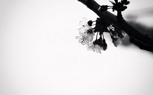 Preview wallpaper flowers, branch, bw