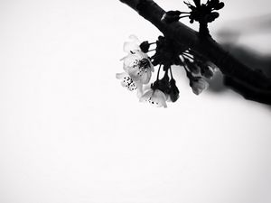 Preview wallpaper flowers, branch, bw