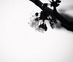 Preview wallpaper flowers, branch, bw