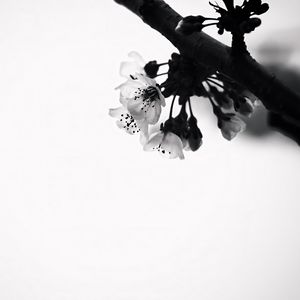 Preview wallpaper flowers, branch, bw