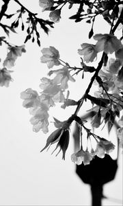 Preview wallpaper flowers, branch, drops, bw