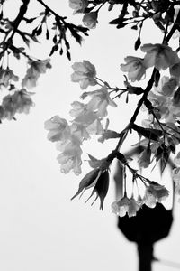 Preview wallpaper flowers, branch, drops, bw