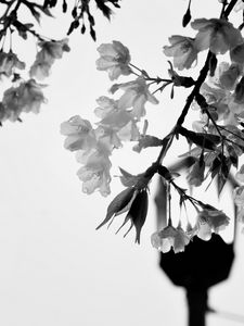 Preview wallpaper flowers, branch, drops, bw