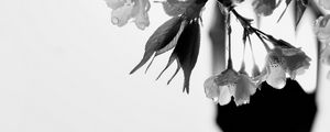 Preview wallpaper flowers, branch, drops, bw