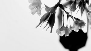 Preview wallpaper flowers, branch, drops, bw