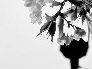 Preview wallpaper flowers, branch, drops, bw